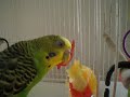 Eating an orange