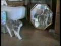 (ishikarose & Oyeh2) Funny Cats