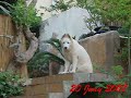Mi lobo checo y su Samoyeda