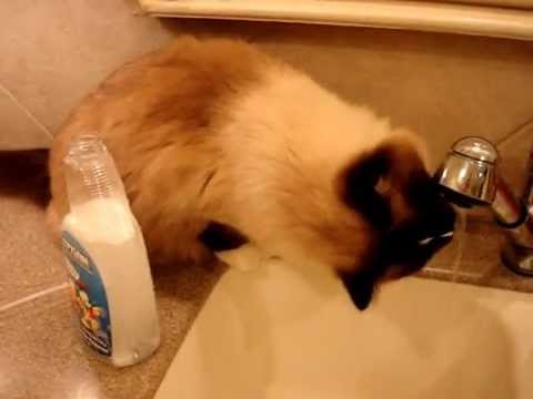 0 Top 15 Favorite Cat Products Reviewed in 2012
