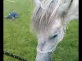 Laddie Playing