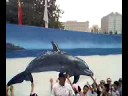 wyland life video day 8 section 7