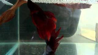 Video Reprodução do Betta