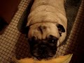 A Pug And A Piece of Cantaloupe