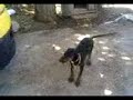 Dobi