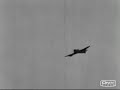 Hawker Typhoon pt.2