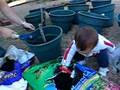 Plantando Guindos