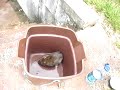 Rat Man part 2