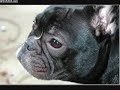 Gemme & Lucy the French Bulldogs