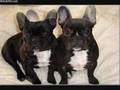 Gemme & Lucy the French Bulldogs
