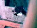videos de antonio e filly.3gp