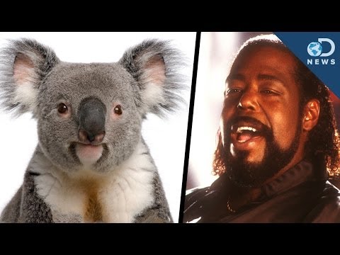 Why Koalas Sound Like Barry White