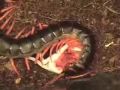 Lacraia comendo rato/Lacraia en mangeant rat/Centipede eatin