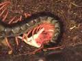 Lacraia comendo rato/Lacraia en mangeant rat/Centipede eatin