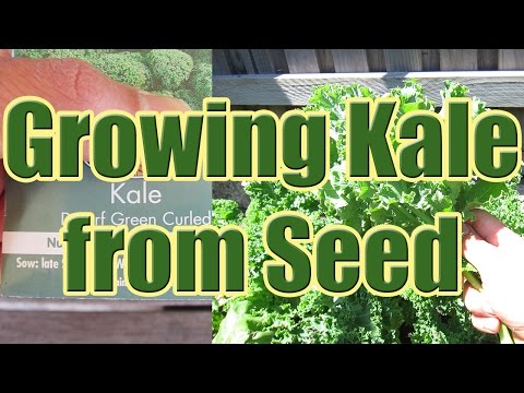 how to harvest curly kale