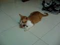 cat-adoption-juno-playing-toy-rat.html