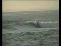 Perfect Day : les videos Surf