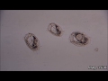 https://youtu.be/HwdfClpL7Kc?t=128