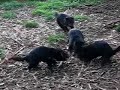 This is a video I took in Tasmania of tasmanian devils fighting over a scrap of food. Watch carefully for the devil who isn't even involved in the first place ending up with the meat.