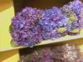 NYC Flower Market