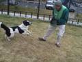 *ADOPTED* Oreo 5604647 Humane Society of Boulder Valley Adoption