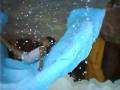 videos de louise & chin2x  under d falls in d pool