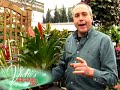 Bromeliads