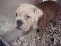 Bulldog baby!