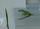 Lizzie and Larry the lizards