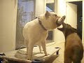 Los Angeles Dog Training (Beyond The Leash) Los Angeles Dog Training (Beyond The Leash)