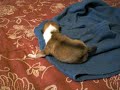 Coco doing Excercise