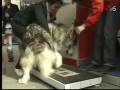 videos de Hills Pet en Television- Dia de San Anton