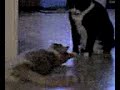 my cats fightin cuz they dont like each other. cats...