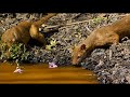 Madagaskar - bedrohte Natur Madagaskar - bedrohte Natur