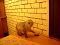 Video: il gatto e il campanello