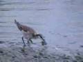 videos de Wilson's Phalarope, Seattle
