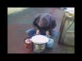baterista