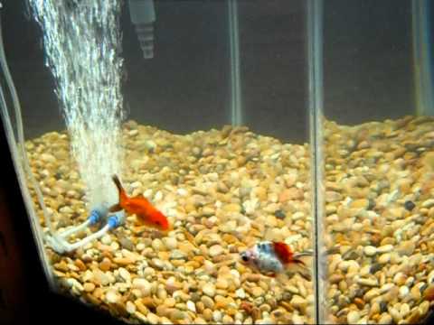 how to treat aquarium for ich