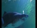 The aquariums at Universeum