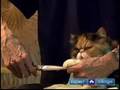 Clipping Paw Hair How to Groom a Cat Grooming and Pet Care Tips