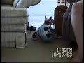 Yorkie chasing a ball