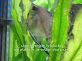 reproduction-de-scalaires.html