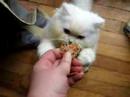 Chewy Wicked part 1 Chewy Wicked part 1