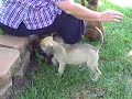 Female  Bullmastiffs  play in the font yard.
