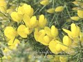 Gra Mo Chroi - The Love of My Heart www.celticchristmasmusic.org Irish Celtic Christmas Music