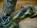 Snakes at the Baton Rouge Zoo