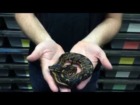 YouTube reptile video