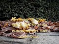 Herfstfoto's vanaf enkele centimeters
