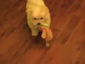 The Perky Puppy: Male Maltese
