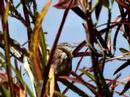 Passarinho (Bird)